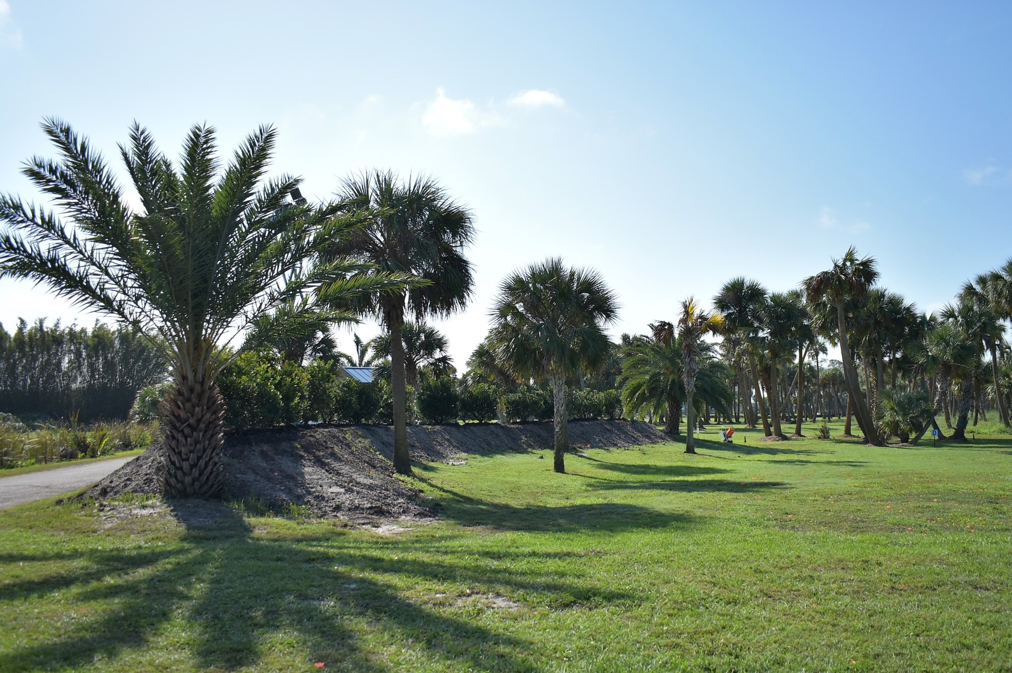 grass area with palms